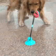 Perro jugando con juguete interactivo de mordida, fijado al suelo con una ventosa azul, mientras tira de una cuerda con una pelota masticable.