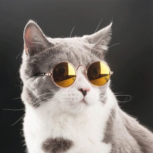 Gato con gafas de sol redondas de lentes amarillas.